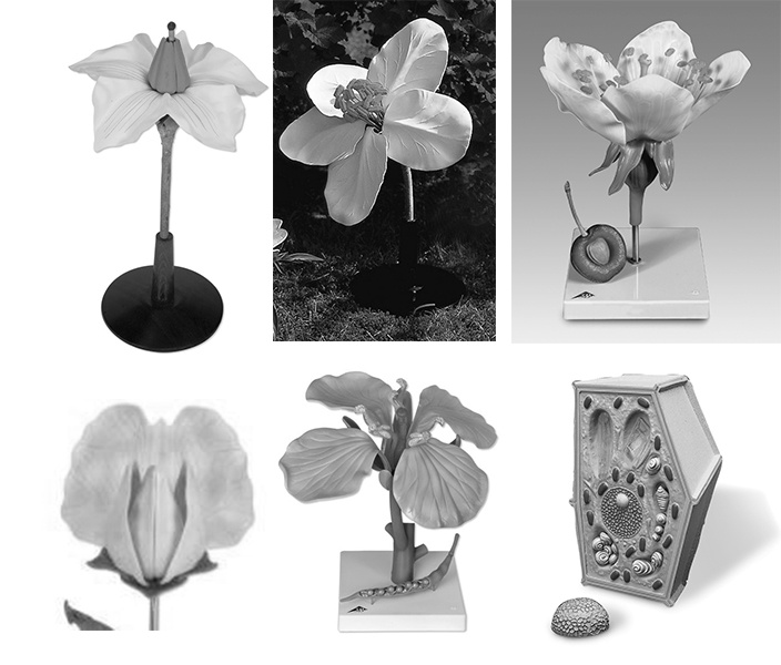 Triedna sada botanických modelov
