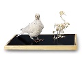 Vypreparovaný model a kostra holuba